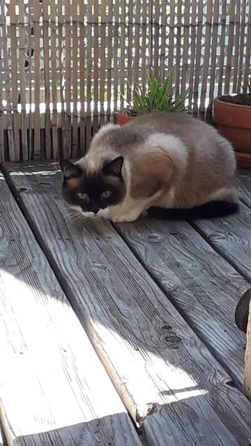 Les amis de Poils et Crins à Treillières