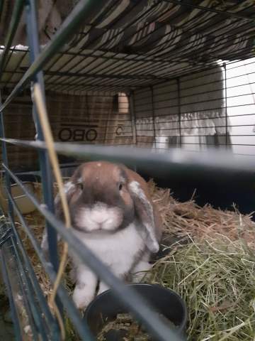 Les amis de Poils et Crins à Treillières