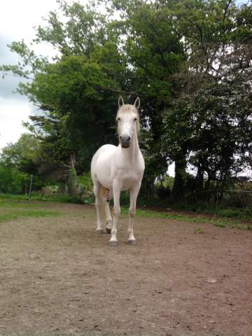 Les amis de Poils et Crins à Treillières