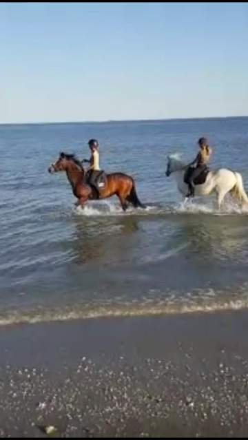 Les copains de poils et crins