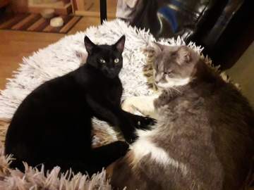 Les copains de poils et crins