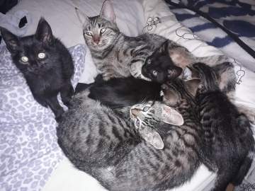 Les copains de poils et crins