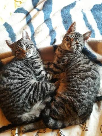 Les copains de poils et crins