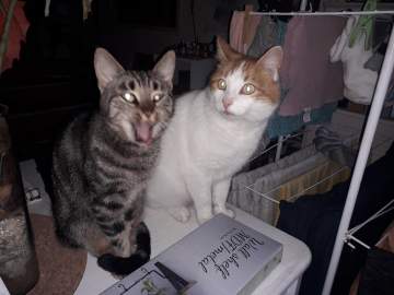 Les copains de poils et crins