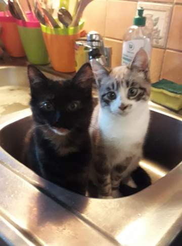Les copains de poils et crins